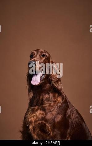 Vertikales Porträt eines schönen irischen Setters Hund, der auf die Kamera schaut, während er vor braunem Hintergrund im Studio sitzt, Kopierraum Stockfoto