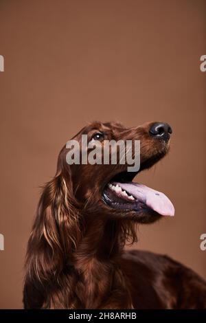 Vertikales Porträt eines schönen irischen Setter-Hundes vor braunem Hintergrund im Studio, Kopierraum Stockfoto