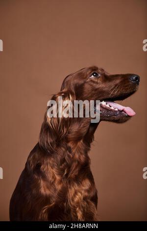 Vertikale Seitenansicht Porträt des schönen irischen Setter Hund sitzt auf braunem Hintergrund im Studio Stockfoto