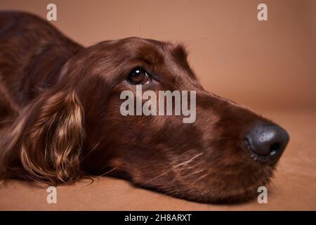 Nahaufnahme eines wunderschönen irischen Setter-Hundes, der vor braunem Hintergrund im Studio liegt Stockfoto