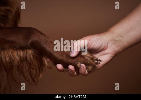 Nahaufnahme von Mensch und Hund, der die Hände vor braunem Hintergrund im Studio hält Stockfoto