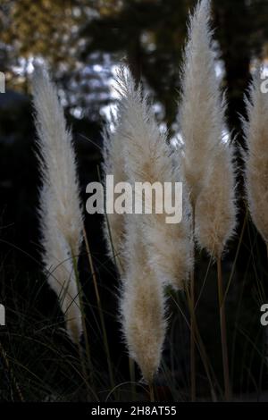 Featheriges Pampagras in einer Gruppe in einem Garten Stockfoto