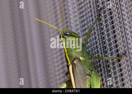 Langbeinige grüne und gelbe Heuschrecke, die an einem Gitterfensterschirm hängt Stockfoto