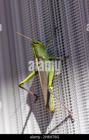 Langbeinige grüne und gelbe Heuschrecke, die an einem Gitterfensterschirm hängt Stockfoto