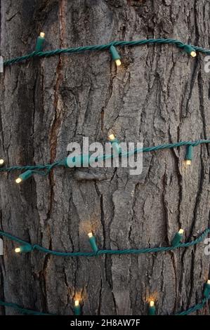 Zierliche Weihnachtslichter wickeln sich fest um den Stamm eines Baumes. Stockfoto