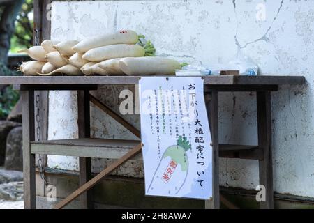 Japanische Daikon-Radieschen für alle, die Nahrung im Honryuin-Tempel benötigen, einem buddhistischen Schrein, der dem gott Kangiten in Asakusa, Tokio, Japan, gewidmet ist. Daikon-Radieschen gelten als Symbol für Reinheit, Gesundheit und Harmonie und werden im Gebet dargebracht. Stockfoto