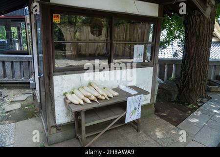 Japanische Daikon-Radieschen für alle, die Nahrung im Honryuin-Tempel benötigen, einem buddhistischen Schrein, der dem gott Kangiten in Asakusa, Tokio, Japan, gewidmet ist. Daikon-Radieschen gelten als Symbol für Reinheit, Gesundheit und Harmonie und werden im Gebet dargebracht. Stockfoto