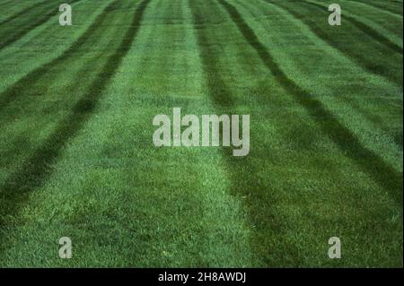 Vollformataufnahme der Details eines Grashofes, der sorgfältig in geraden Linien gemäht wurde. Stockfoto