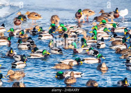 Viele Enten Männchen mit einem grünen Kopf schwimmen im Wasser bei Sonnenuntergang. Enten auf einem See oder Fluss im Winter. Drakes. Füttern Sie Enten, Füttern von Enten Stockfoto