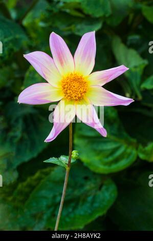 Nahaufnahme von Dahlia Trelyn Serin eine Orchideenstern rosa und gelb blühende Dahlie vor dem Hintergrund der grünen Blätter eine Frost zart Laub mehrjährige Stockfoto