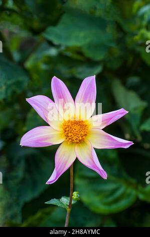 Nahaufnahme von Dahlia Trelyn Serin eine Orchideenstern rosa und gelb blühende Dahlie vor dem Hintergrund der grünen Blätter eine Frost zart Laub mehrjährige Stockfoto