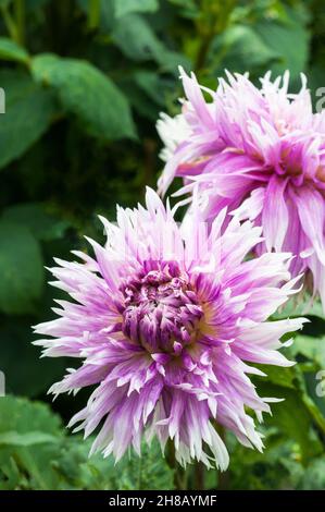 Nahaufnahme von Dahlia Table Dancer eine fliederfarben und weiß getippte fimbraliierte blühende Dahlie vor grünem Hintergrund eine frostzarte Laubausdauernde Stockfoto