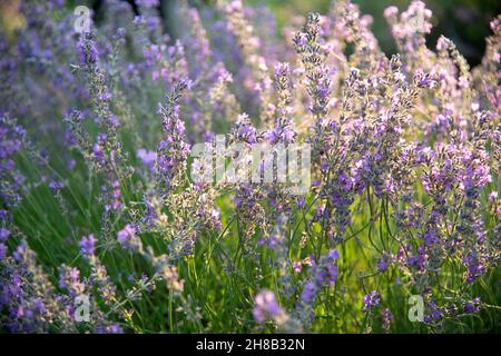 Nahaufnahme von blühendem Lavendel im Feld Stockfoto