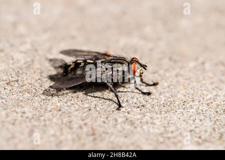 Diptera Meat Fly Insect Auf Steinwand Stockfoto