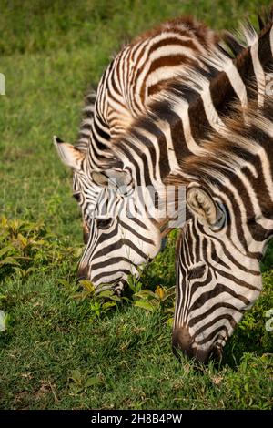 Nahaufnahme Aufnahme von Zebras Equus quagga sind Grazin auf den weiten grasbewachsenen Ebenen des Ngorongoro-Krater-Schutzgebiets in Tansania Stockfoto