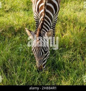 Nahaufnahme Aufnahme von Zebras Equus quagga sind Grazin auf den weiten grasbewachsenen Ebenen des Ngorongoro-Krater-Schutzgebiets in Tansania Stockfoto