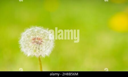 Eselblume mit flauschigen Samen auf minimalistischem Hintergrund. Sommerkonzept. Horizontaler Bildkopierbereich Stockfoto
