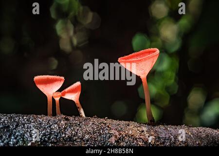 Pilze orange Pilzbecher ( Cookeina sulcipes ) auf verwestem Holz, im Regenwald. Stockfoto