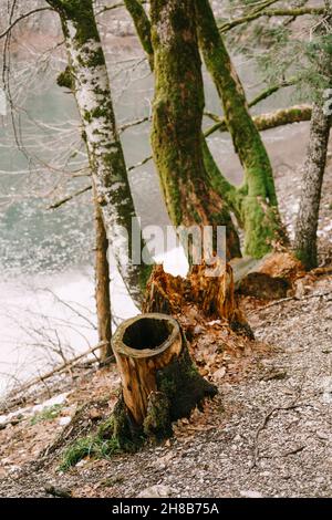 Stolpert über einen Wasserhang im Biogradska Gora Nationalpark. Montenegro Stockfoto