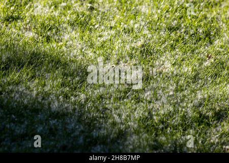 Cottonwood Flusen verstreut auf einem Grasfeld mit Baumschatten Stockfoto