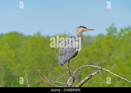 Zerzauste Blaureiher auf einem Baum im Cuyahoga Valley National Park in Ohio Stockfoto