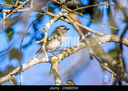 Goldkronenkönigl, Regulus satrapa, ORDNUNG: Passeriformes, FAMILIE: Regulidae Stockfoto