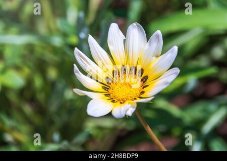 Weiße Gartenblume Arctotis oder Osteospermum mit verschwommenem Hintergrund. Weiße Gänseblümchen oder afrikanische Gänseblümchen. Weißes Osteospermum mit gelber Mitte Stockfoto