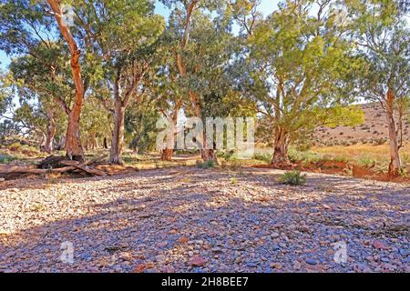 River Red Gums steht in einem trockenen Bachbett in der Nähe der Kanyaka Homestead Ruinen in den Flinders Ranges in Australien Stockfoto