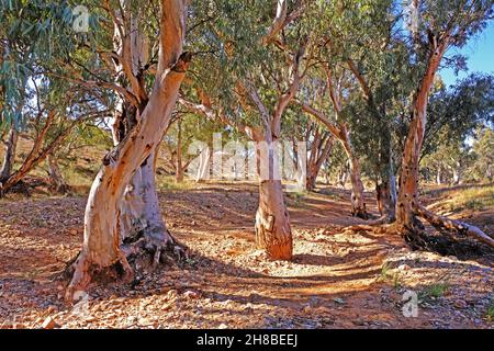River Red Gums steht in einem trockenen Bachbett in der Nähe der Kanyaka Homestead Ruinen in den Flinders Ranges in Australien Stockfoto