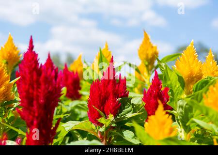 Blühende Kumpenkamm-Blüte Celosia oder Celesia. Plumosa Blume von Celosia wie Kerze in spitzer Form Stockfoto