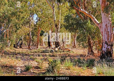 River Red Gums steht in einem trockenen Bachbett in der Nähe der Kanyaka Homestead Ruinen in den Flinders Ranges in Australien Stockfoto