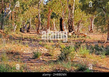 River Red Gums steht in einem trockenen Bachbett in der Nähe der Kanyaka Homestead Ruinen in den Flinders Ranges in Australien Stockfoto
