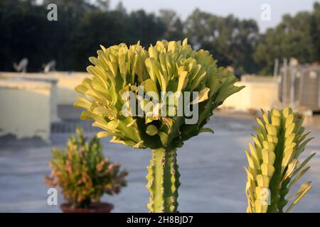 Afrikanischer Milchbaum (Pix SShukla) mit Laub und Knospen Stockfoto