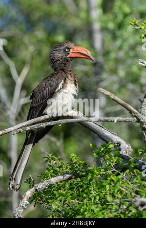 Gekröntes Hornbill-Weibchen (Lophoceros alboterminatus) in Bathurst, Eastern Cape, Südafrika, 28. November 2021. Stockfoto