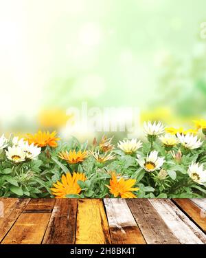 Adonis Vernalis (Pheasant-Auge) blüht und alte Holzplanken auf grünem, sonnigem Hintergrund. Leere Holztischplatte und False Hellebore Blume. Rustikale wo Stockfoto