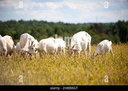 Eine Ziegenherde grast auf der Wiese. Landwirtschaft. Selbstwanderende Ziege. Weide auf dem Bauernhof. Sommertag. Ziegen fressen Gras Stockfoto