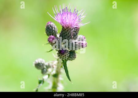 Lila Alpine Thistle, fotografiert in Österreich, Tirol Stockfoto