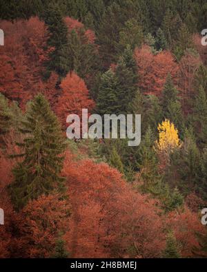 Bunte Wälder im Herbst Stockfoto