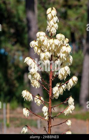 Nahaufnahme einer Blüte Yucca (Yucca Filamentosa) in Sao Jacinto Naturschutzgebiet am Ufer der Lagune von Aveiro, Portugal Stockfoto