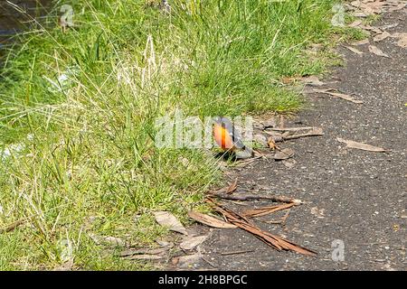 Flame Robin, Petroica phoenicea in Falls Creek, Victoria, Australien Stockfoto