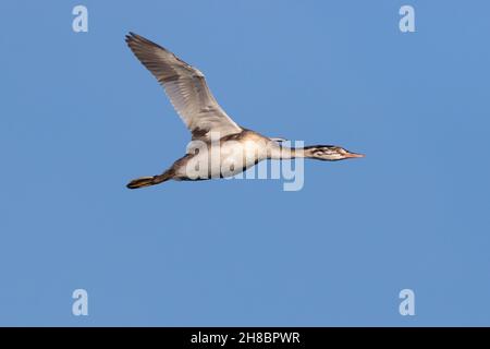 Great Crested Grebe (juvenile) im Flug Farmoor Reservoir, Oxon, UK Stockfoto