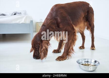 Porträt des irischen Setters, der zu Hause schnüffelt, mit Hundefutter-Schale im Vordergrund, Kopierraum Stockfoto