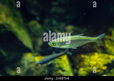 Unterwasser-Detail einer eurasischen Minnow, die in einem Fluss taucht. Eurasische Zwergfische, die in einem See unter Wasser schwimmen, geben einen Einblick in das Wasserleben Stockfoto