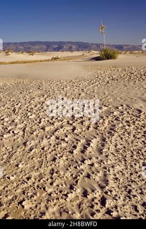 Zementierte Gipssandkruste in den Dünen des White Sands National Park, New Mexico, USA Stockfoto