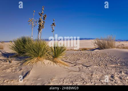 Soaptree Yuccas auf Gipsdünen bei Sonnenuntergang im White Sands National Park, New Mexico, USA Stockfoto