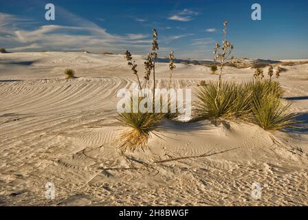 Soaptree Yuccas auf Gipsdünen bei Sonnenuntergang im White Sands National Park, New Mexico, USA Stockfoto