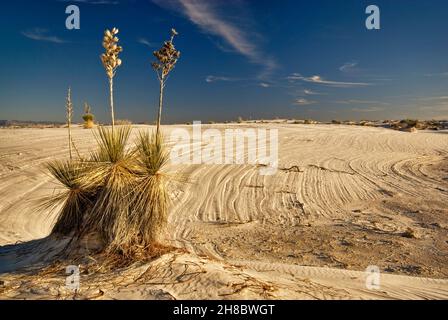 Soaptree Yuccas auf Gipsdünen bei Sonnenuntergang im White Sands National Park, New Mexico, USA Stockfoto