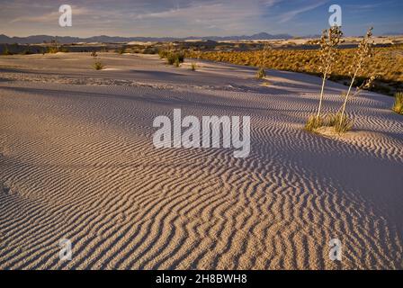 Soaptree Yuccas auf Gipsdünen bei Sonnenuntergang im White Sands National Park, New Mexico, USA Stockfoto