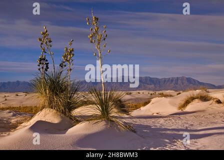 Soaptree yuccas auf Gips Dünen bei Sonnenaufgang in White Sands National Monument, New Mexico, USA Stockfoto