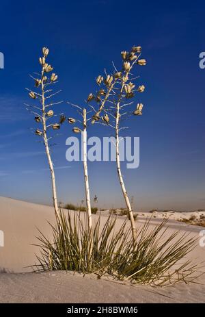 Soaptree Yuccas auf Gipsdünen bei Sonnenaufgang im White Sands National Park, New Mexico, USA Stockfoto